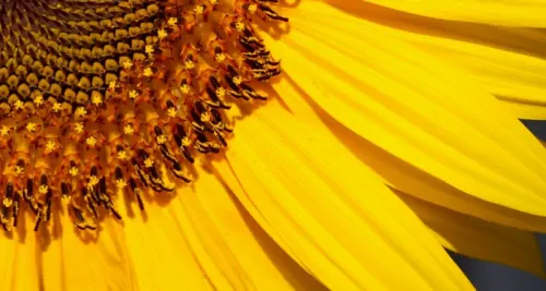 Nahaufnahme der Blüten einer gelben Sonnenblume
