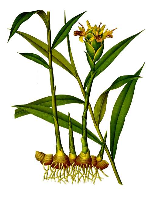 Heilkräuter: Ingwer