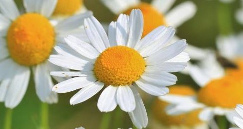 Heilwiki: Heilkräuter - Bild von Kamilleblüte