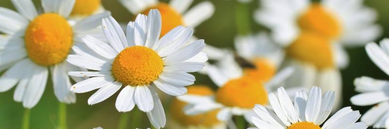 Heilwiki: Heilkräuter - Bild von Kamilleblüte