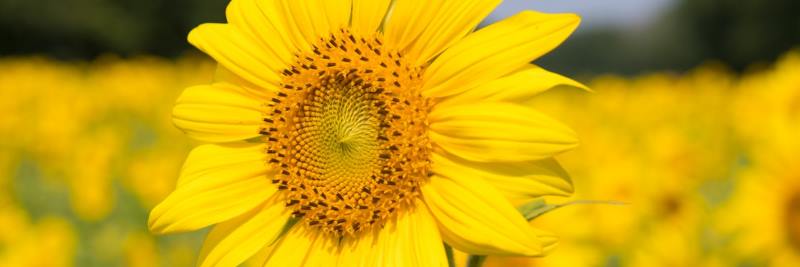 Mengenelemente: Sonnenblume