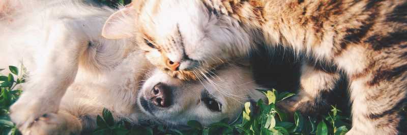 Vitamine für Tiere: Hund und Katze
