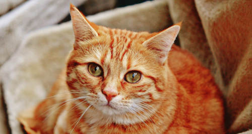 Vitamin B1 für die Katze