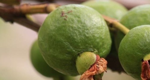 Vitamin C: Guave